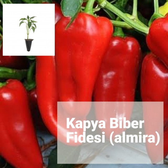 Biber Kapya (Almira)